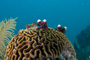 slides/_MG_2722_Edit.jpg Christmas Tree Worm, Coral Sea Fans Rocks, Underwater _MG_2722_Edit