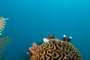 slides/_MG_2723_Edit.jpg Christmas Tree Worm, Coral Sea Fans Rocks, Underwater _MG_2723_Edit