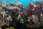 slides/_MG_2728_Edit.jpg Angelfish, Coral Sea Fans Rocks, French Angel, Underwater _MG_2728_Edit