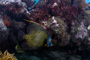 slides/_MG_2729_Edit.jpg Angelfish, Coral Sea Fans Rocks, French Angel, Underwater _MG_2729_Edit