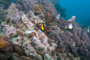 slides/_MG_2751_Edit.jpg Butterflyfish, Coral Sea Fans Rocks, Rock Beauty, Underwater _MG_2751_Edit