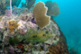 slides/_MG_2765_Edit.jpg Coral Sea Fans Rocks, Filefish, Underwater _MG_2765_Edit