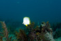 slides/_MG_2767_Edit.jpg Butterflyfish, Coral Sea Fans Rocks, Underwater _MG_2767_Edit