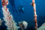 slides/_MG_2948_Edit.jpg Busch, Coral Sea Fans Rocks, Karissa, Underwater, grey Angel _MG_2948_Edit