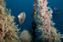 slides/_MG_2949_Edit.jpg Busch, Coral Sea Fans Rocks, Underwater, grey Angel _MG_2949_Edit