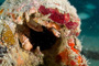 slides/_MG_2952_Edit.jpg Busch, Coral Sea Fans Rocks, Crab, Underwater _MG_2952_Edit