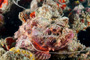 slides/_MG_2955_Edit.jpg Busch, Coral Sea Fans Rocks, Scorpionfish, Underwater _MG_2955_Edit