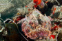 slides/_MG_2957_Edit.jpg Busch, Coral Sea Fans Rocks, Scorpionfish, Underwater _MG_2957_Edit