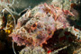 slides/_MG_2958_Edit.jpg Busch, Coral Sea Fans Rocks, Scorpionfish, Underwater _MG_2958_Edit