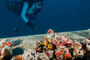 slides/_MG_2963_Edit.jpg Busch, Coral Sea Fans Rocks, Karissa, Scorpionfish, Underwater _MG_2963_Edit