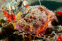 slides/_MG_2965_Edit.jpg Busch, Coral Sea Fans Rocks, Scorpionfish, Underwater _MG_2965_Edit