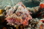 slides/_MG_2966_Edit.jpg Busch, Coral Sea Fans Rocks, Scorpionfish, Underwater _MG_2966_Edit