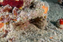 slides/_MG_2972_Edit.jpg Arrow Crab, Busch, Coral Sea Fans Rocks, Underwater _MG_2972_Edit