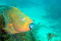 slides/_MG_3157_Edit.jpg Coral Sea Fans Rocks, Parrotfish, Underwater _MG_3157_Edit