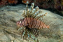 slides/_MG_3169_Edit.jpg Coral Sea Fans Rocks, Lionfish, Underwater _MG_3169_Edit