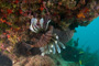 slides/_MG_3194_Edit.jpg Coral Sea Fans Rocks, Lionfish, Underwater _MG_3194_Edit