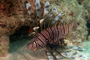 slides/_MG_3200_Edit.jpg Coral Sea Fans Rocks, Lionfish, Underwater _MG_3200_Edit