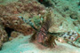 slides/_MG_3211_Edit.jpg Coral Sea Fans Rocks, Lionfish, Underwater _MG_3211_Edit