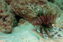 slides/_MG_3212_Edit.jpg Coral Sea Fans Rocks, Lionfish, Underwater _MG_3212_Edit