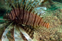 slides/_MG_3214_Edit.jpg Coral Sea Fans Rocks, Lionfish, Underwater _MG_3214_Edit