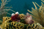 slides/_MG_3223_Edit.jpg Christmas Tree Worm, Coral Sea Fans Rocks, Underwater _MG_3223_Edit