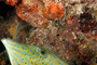 slides/_MG_3227_Edit.jpg Coral Sea Fans Rocks, Filefish, Underwater _MG_3227_Edit