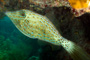 slides/_MG_3228_Edit.jpg Coral Sea Fans Rocks, Filefish, Underwater _MG_3228_Edit