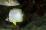 slides/_MG_3262_Edit.jpg Butterflyfish, Coral Sea Fans Rocks, Underwater _MG_3262_Edit