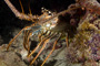 slides/_MG_3264_Edit.jpg Coral Sea Fans Rocks, Lobster, Underwater _MG_3264_Edit