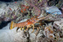 slides/_MG_3302_Edit.jpg Coral Sea Fans Rocks, Lobster, Underwater _MG_3302_Edit