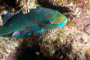 slides/_MG_3319_Edit.jpg Coral Sea Fans Rocks, Parrotfish, Underwater _MG_3319_Edit