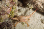 slides/_MG_3340_Edit.jpg Coral Sea Fans Rocks, Crab, Underwater _MG_3340_Edit