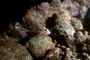 slides/_MG_3372_Edit.jpg Coral Sea Fans Rocks, Underwater _MG_3372_Edit