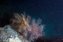 slides/_MG_3404_Edit.jpg Basket Star, Coral Sea Fans Rocks, Underwater _MG_3404_Edit