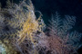 slides/_MG_3405_Edit.jpg Basket Star, Coral Sea Fans Rocks, Underwater _MG_3405_Edit