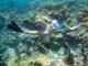 slides/CRW_0433_Edit.jpg Coral Sea Fans Rocks, Lauren, Underwater CRW_0433_Edit