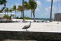 slides/IMG_0578.jpg Pelican IMG_0578