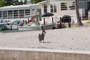 slides/IMG_0647.jpg Pelican IMG_0647