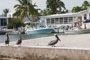 slides/IMG_0648.jpg Pelican IMG_0648