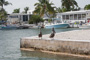 slides/IMG_0649.jpg Pelican IMG_0649