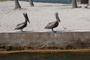 slides/IMG_0652.jpg Pelican IMG_0652