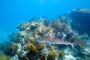 slides/_MG_3560_Edit.jpg Coral Sea Fans Rocks, Shark, Underwater _MG_3560_Edit