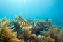 slides/_MG_3595_Edit.jpg Coral Sea Fans Rocks, Grouper, Underwater _MG_3595_Edit