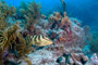 slides/_MG_3596_Edit.jpg Coral Sea Fans Rocks, Grouper, Underwater _MG_3596_Edit