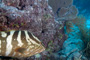 slides/_MG_3597_Edit.jpg Coral Sea Fans Rocks, Grouper, Underwater _MG_3597_Edit