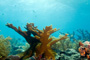 slides/_MG_3601_Edit.jpg Coral Sea Fans Rocks, Elkhorn, Underwater _MG_3601_Edit