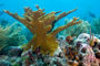 slides/_MG_3602_Edit.jpg Coral Sea Fans Rocks, Elkhorn, Underwater _MG_3602_Edit