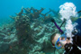 slides/_MG_3604_Edit.jpg Coral Sea Fans Rocks, Elkhorn, Kyle, Underwater _MG_3604_Edit