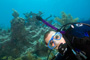 slides/_MG_3605_Edit.jpg Coral Sea Fans Rocks, Elkhorn, Kyle, Underwater _MG_3605_Edit