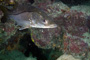 slides/_MG_3614_Edit.jpg Coral Sea Fans Rocks, Snook, Underwater _MG_3614_Edit